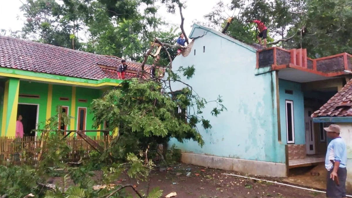 Pohon Tumbang Rusak Empat Rumah