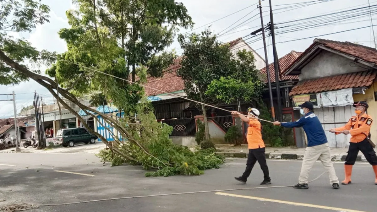 Ratusan Pohon Rawan Tumbang