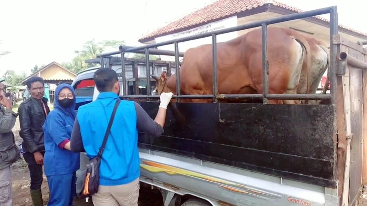 Vaksin Pencegah PMK Belum Tersedia