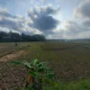 Harga Gabah Normal, Produksi Kurang