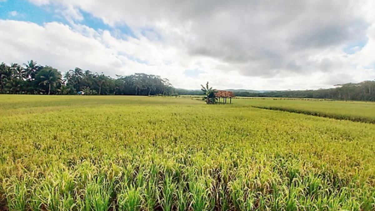 Intensitas Hujan Tinggi, Panen Terganggu