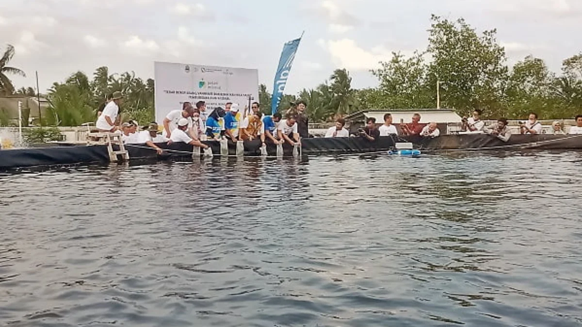 Budi Daya Udang Vaname Potensial