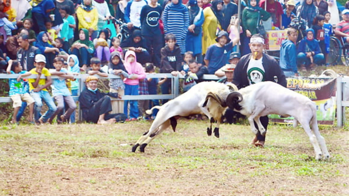 Ketangkasan Domba Kembali Digelar