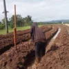 Pertanian Belum Dianggap Menjanjikan