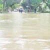 Jalan Raya Parigi Terendam Banjir