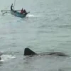 Hiu Paus Terdampar, Isyarat Panen Ikan