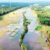 20 Tahun Sawah Tak Bisa Ditanami