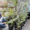 Dosen IPB Kenalkan Pertanian Modern