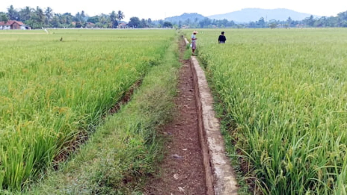 Tinggal Tunggu Panen, Lahan Mengering