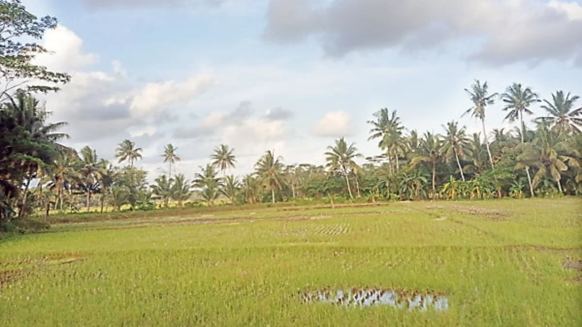 pupuk bersubsidi untuk kabupaten pangandaran