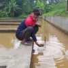 Petani Ikan Merugi Puluhan Juta