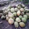 Harga Kelapa Semakin Anjlok