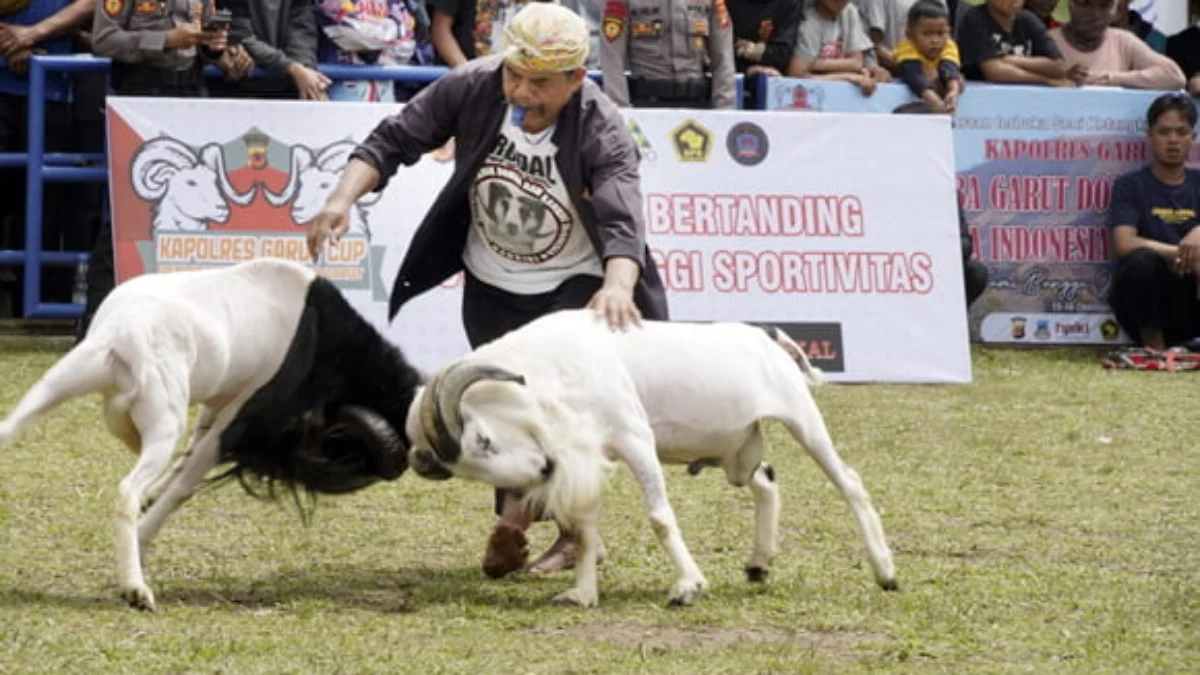 Ekonomi Tumbuh Melalui Seni Adu Domba