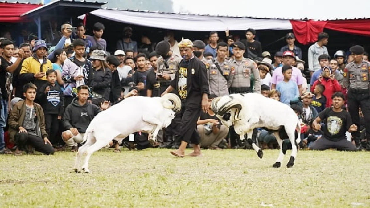 Perda Domba Garut Segera Disahkan