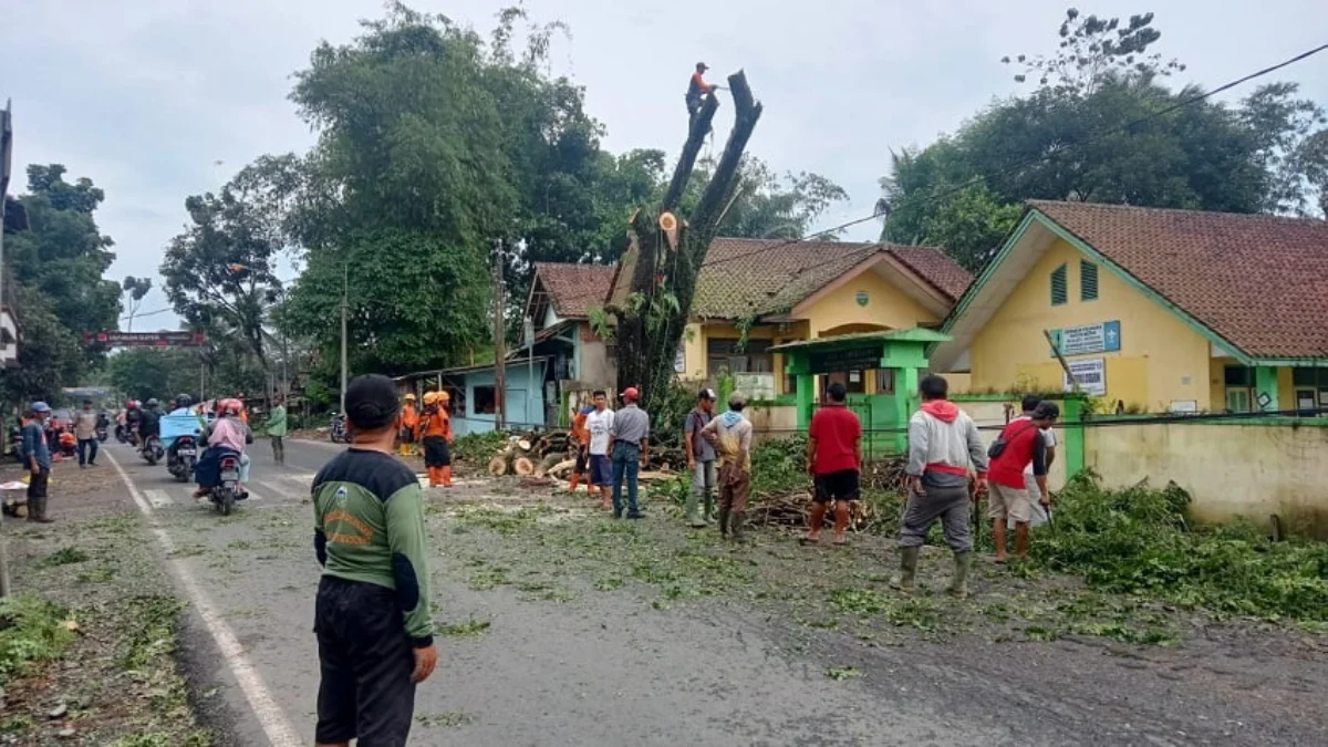 Antisipasi Tumbang, Pohon Dipangkas