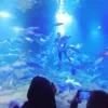 Aquarium Indonesia Dibuka