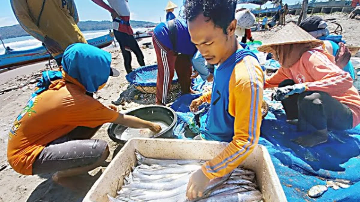 Nelayan Panen Ikan Layur