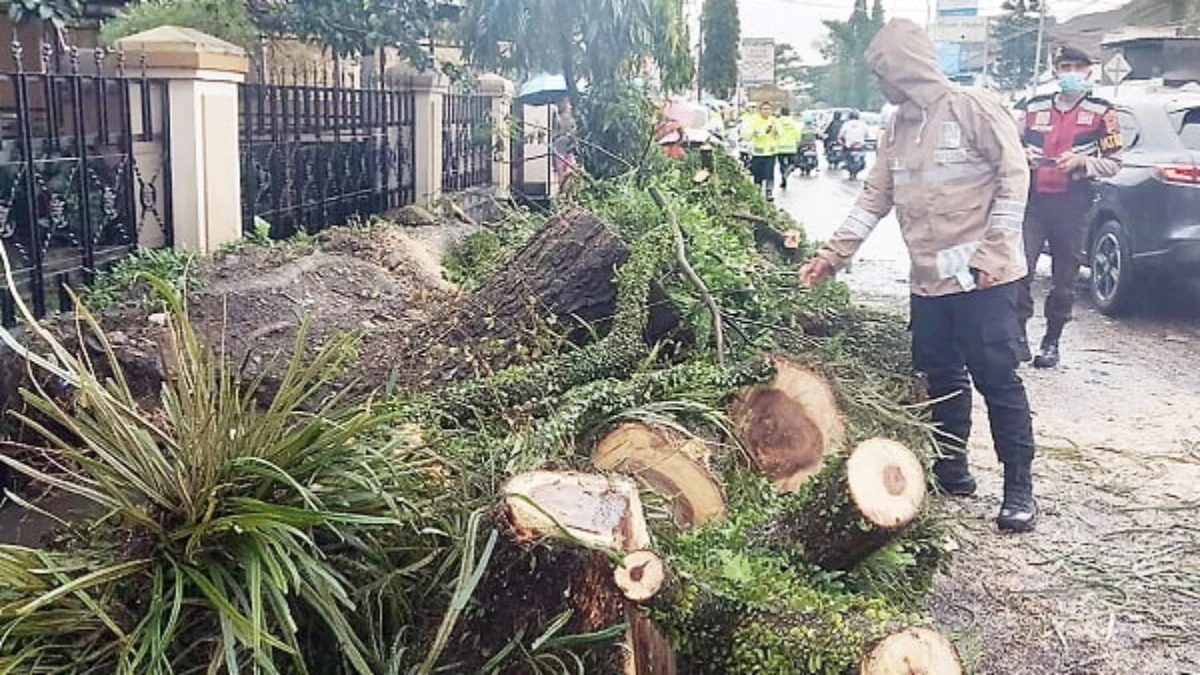 Hujan, Pohon Berusia 20 Tahun Tumbang