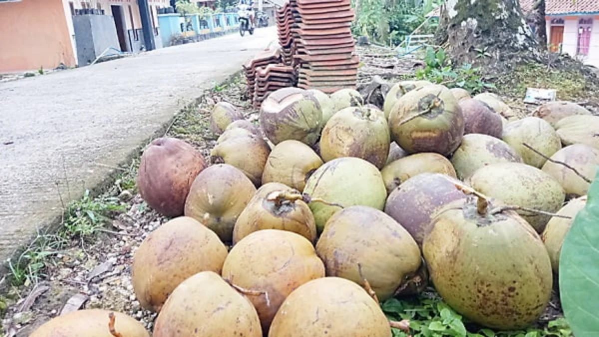 Kelapa Pangandaran Kalah Bersaing