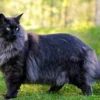 Norwegian forest cat