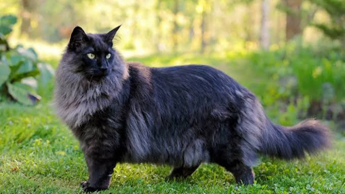 Norwegian forest cat