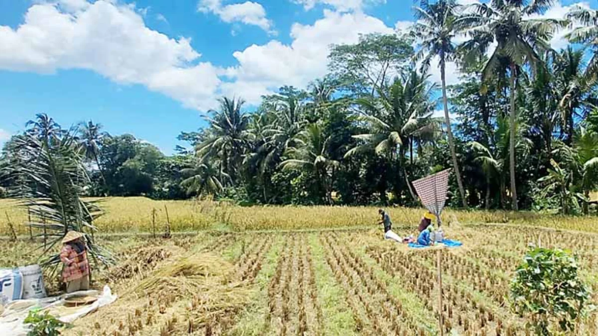 Petani di Pangandaran