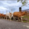 Juru sembelih halal baru 200 orang