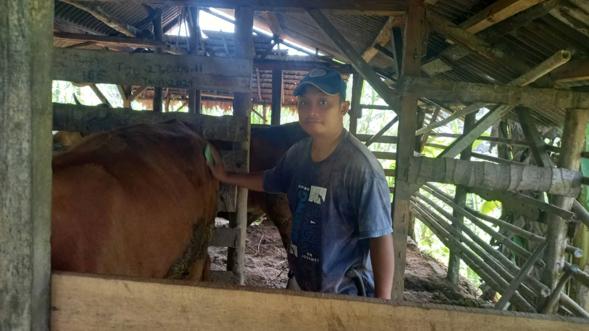 Sapi di Kabupaten Pangandaran