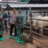 jumlah Sapi kurban di kota tasikmalaya