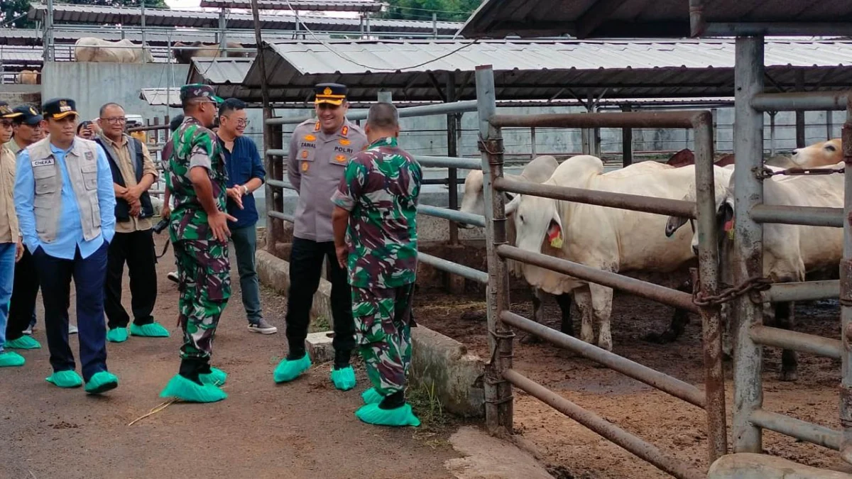 jumlah Sapi kurban di kota tasikmalaya