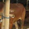 sapi untuk idul adha Hewan kurban