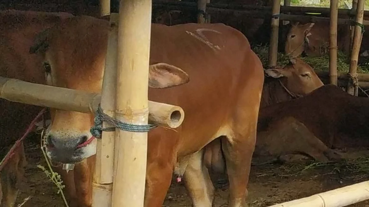 sapi untuk idul adha Hewan kurban