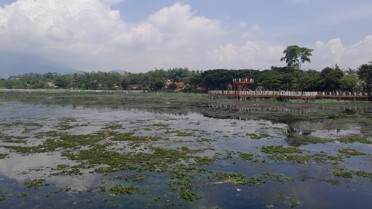 Situ Bagendit masih dipenuhi eceng