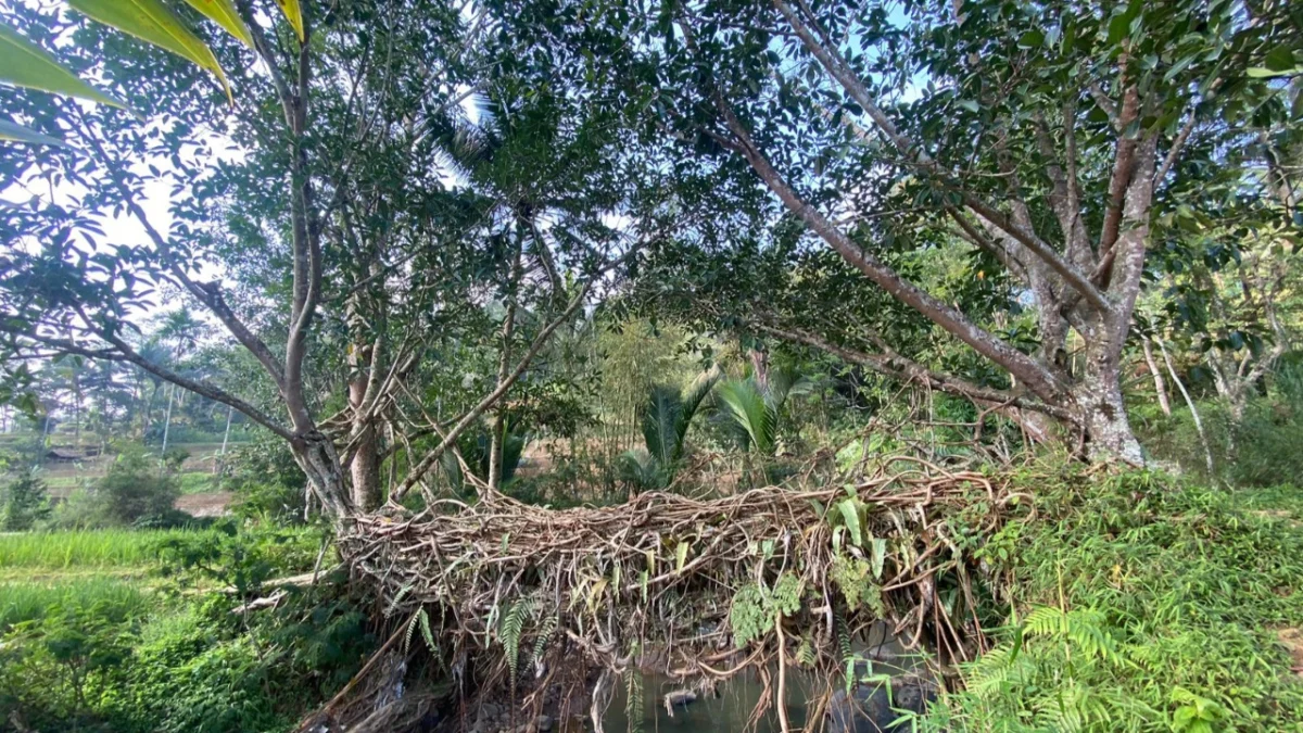 Sasak akar Santoaan