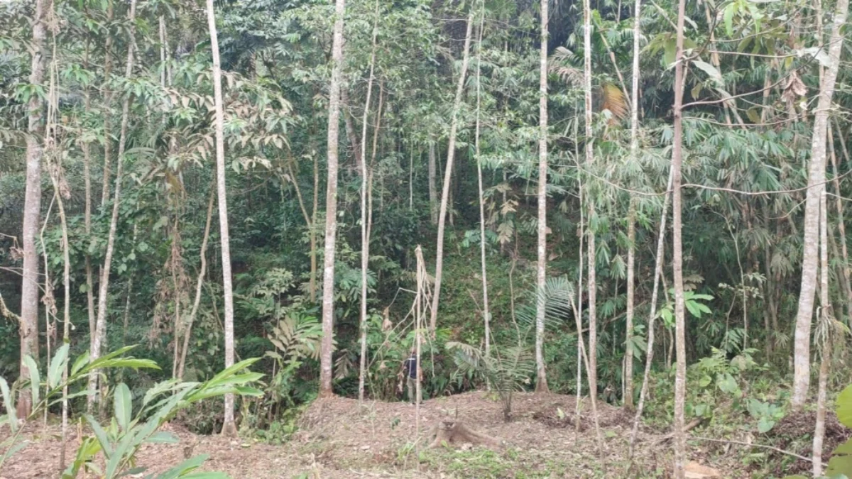 Kawanan monyet menyerbu pemukiman di ciamis