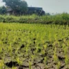 Sawah Terancam Kekeringan di Musim Kemarau