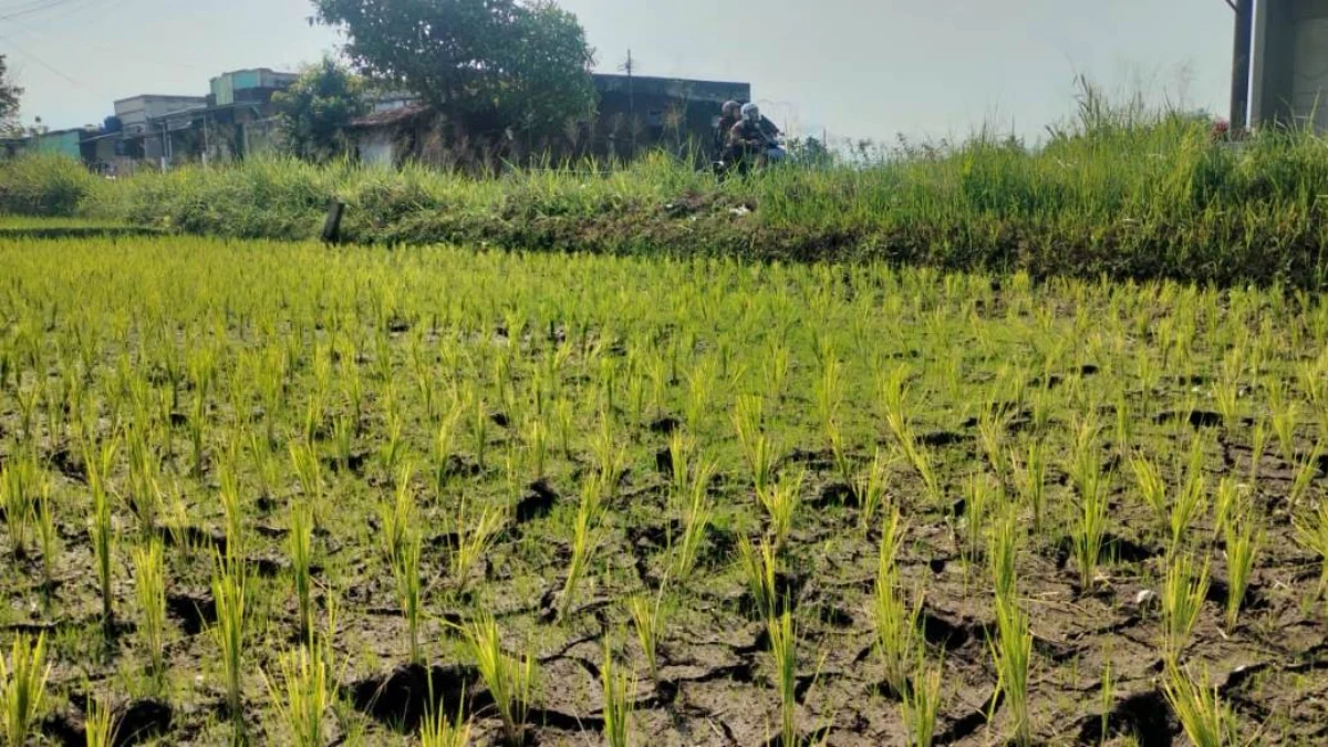 Sawah Terancam Kekeringan di Musim Kemarau