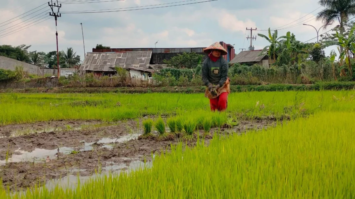 Sawah di Musim Kemarau menanam padi hasil observasi mahasiswa tentang lahan pertanian