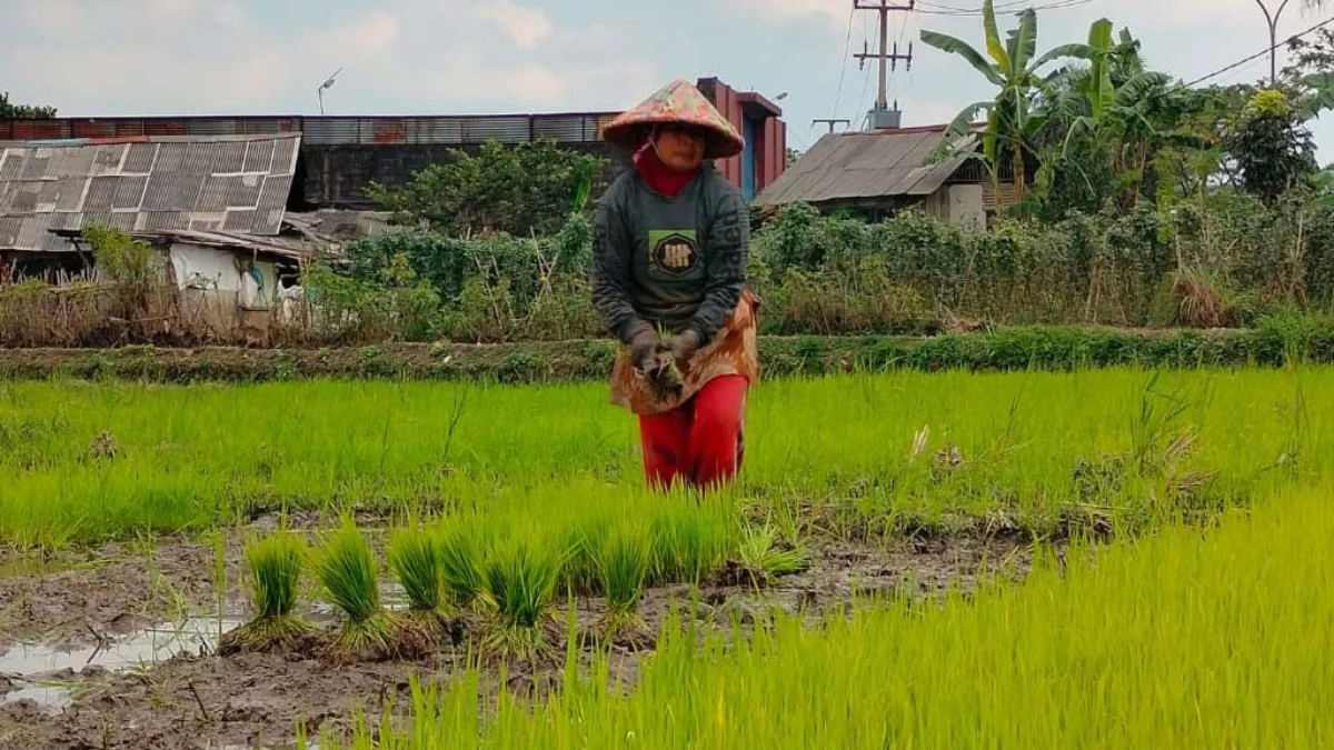 Lahan Pertanian