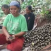 petani kolang-kaling di Kabupaten Tasikmalaya