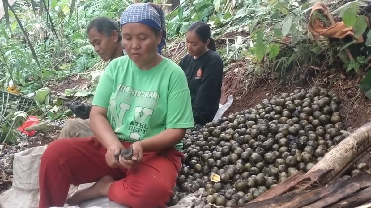 petani kolang-kaling di Kabupaten Tasikmalaya