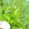 Tanaman Stevia dan gula stevia