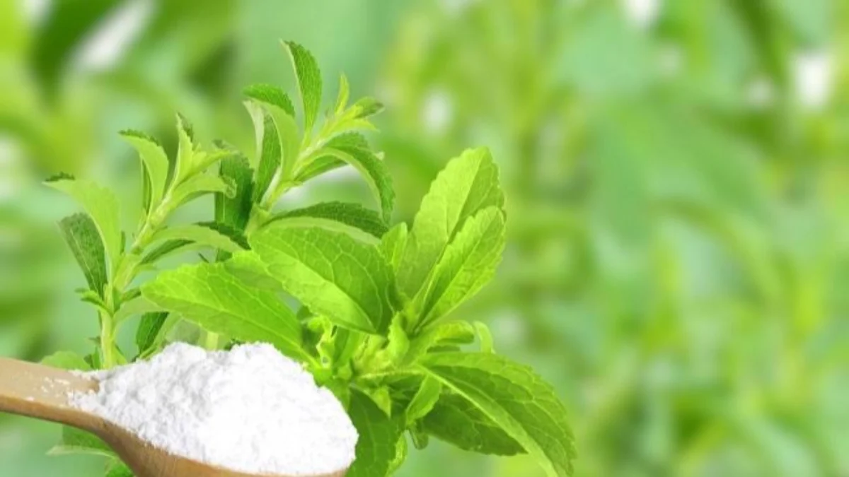 Tanaman Stevia dan gula stevia