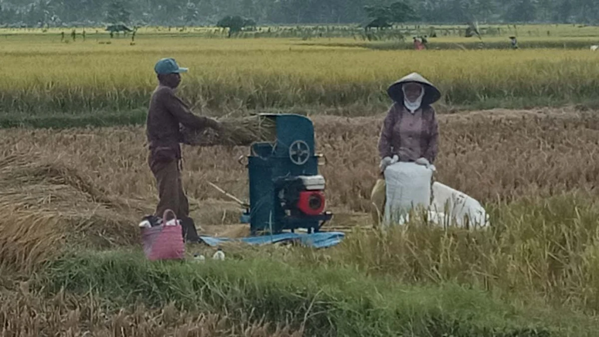 Harga Beras di Pangandaran