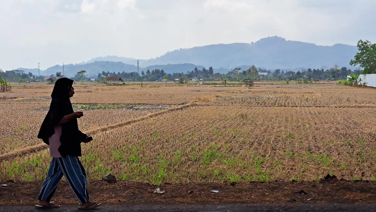 Lahan Pertanian Kota Banjar