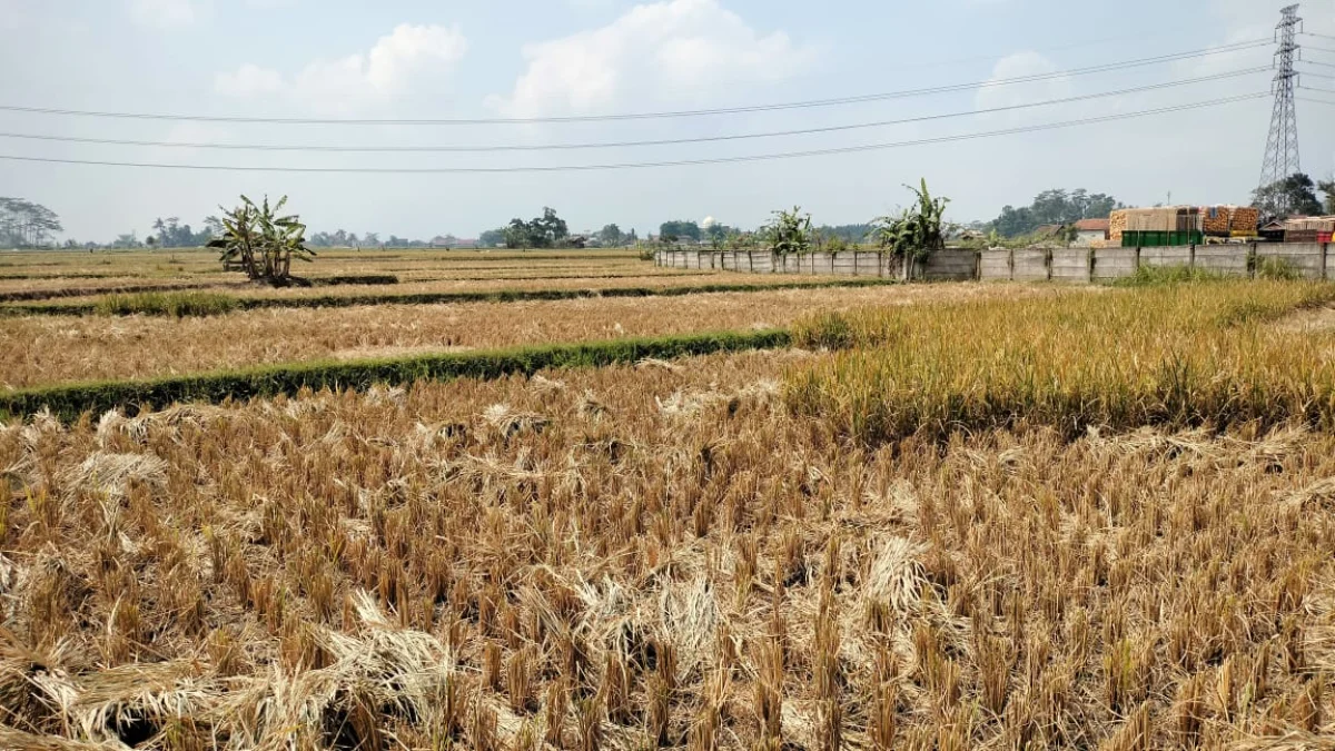 Di Musim Kemarau, Lahan Pertanian Butuh Perhatian lebih