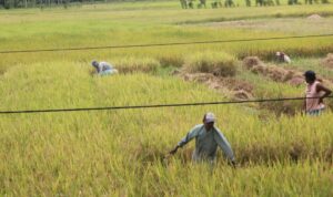 Lahan sawah