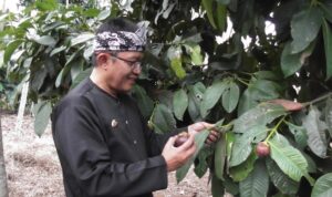 Manggis Kabupaten Tasikmalaya