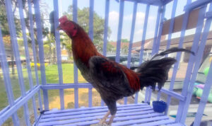 ayam sentul