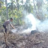 kebakaran lahan di Pangandaran